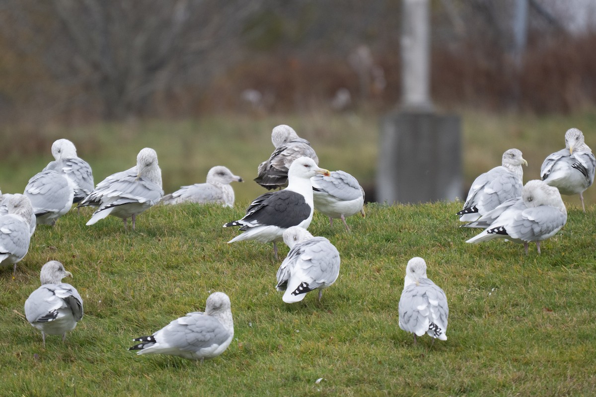 racek mořský - ML645165438