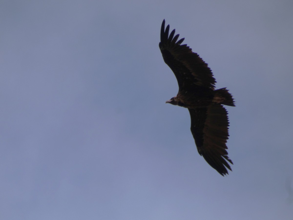 sup hnědý - ML645165450