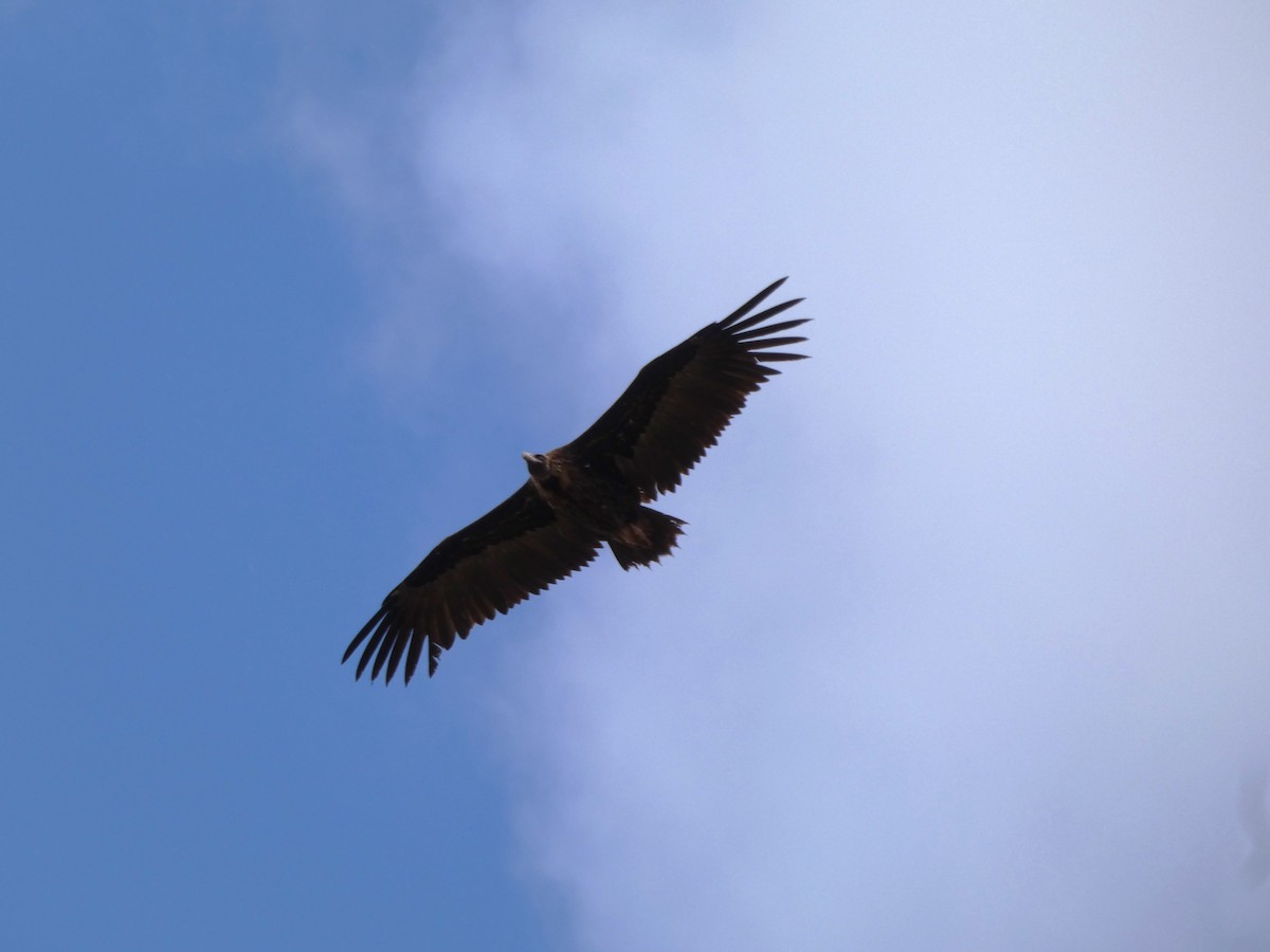 sup hnědý - ML645165451