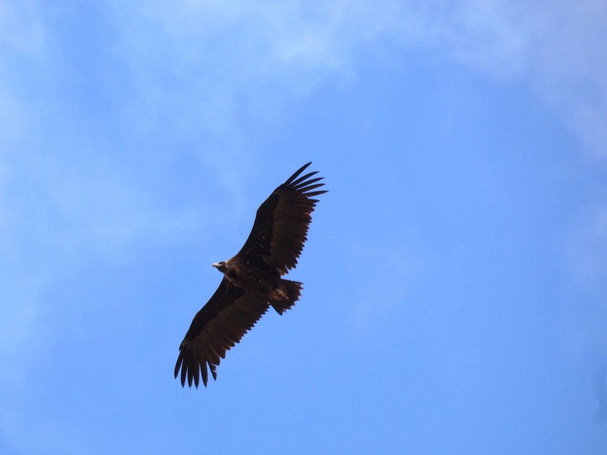 sup hnědý - ML645165452