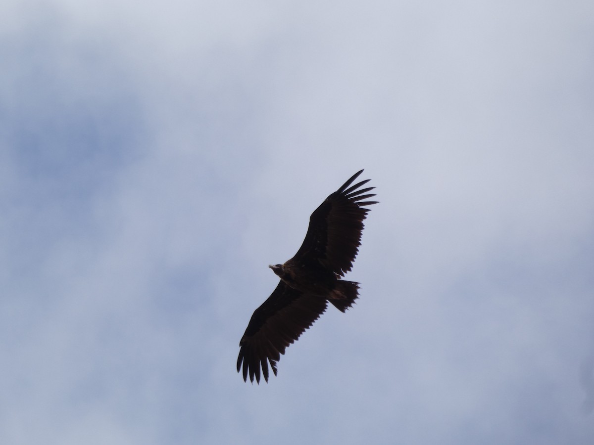 sup hnědý - ML645165453