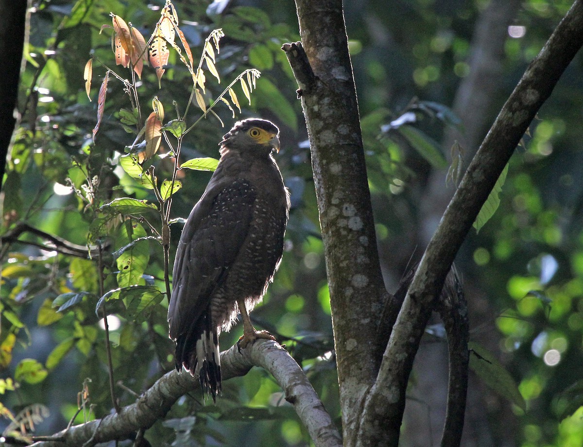 Хохлатый змееяд - ML645165456