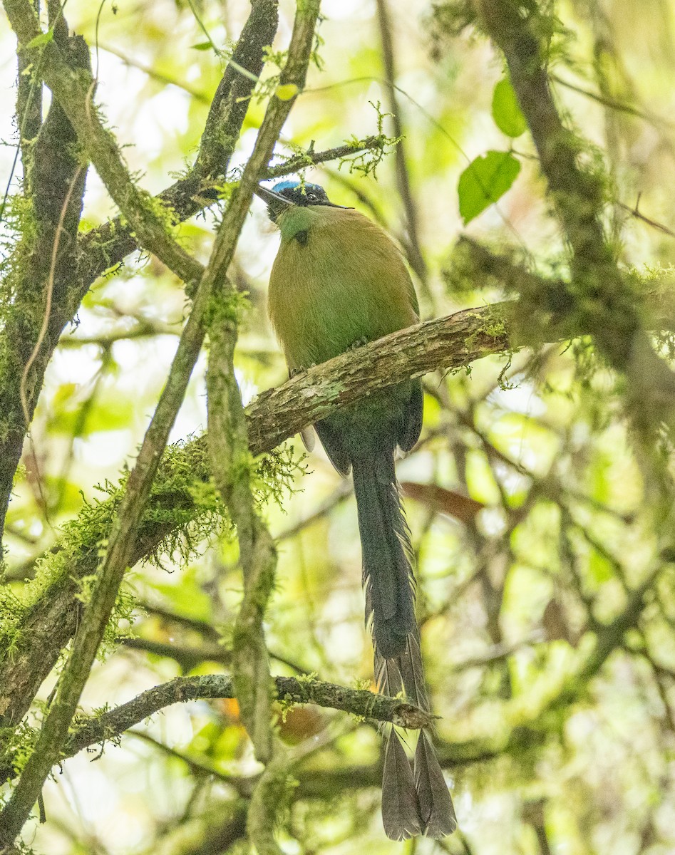Andean Motmot - ML645165461