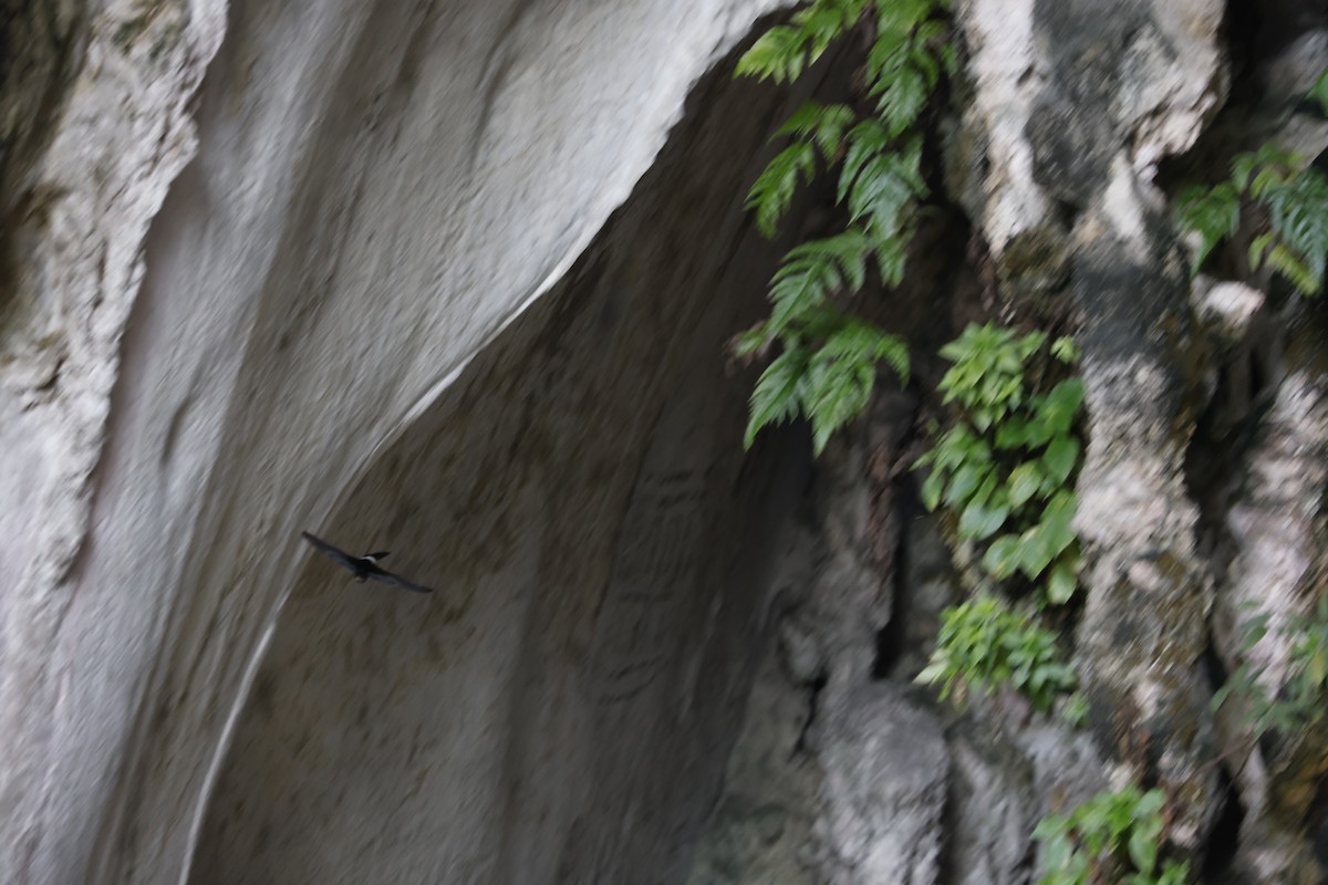 House Swift - ML645165465