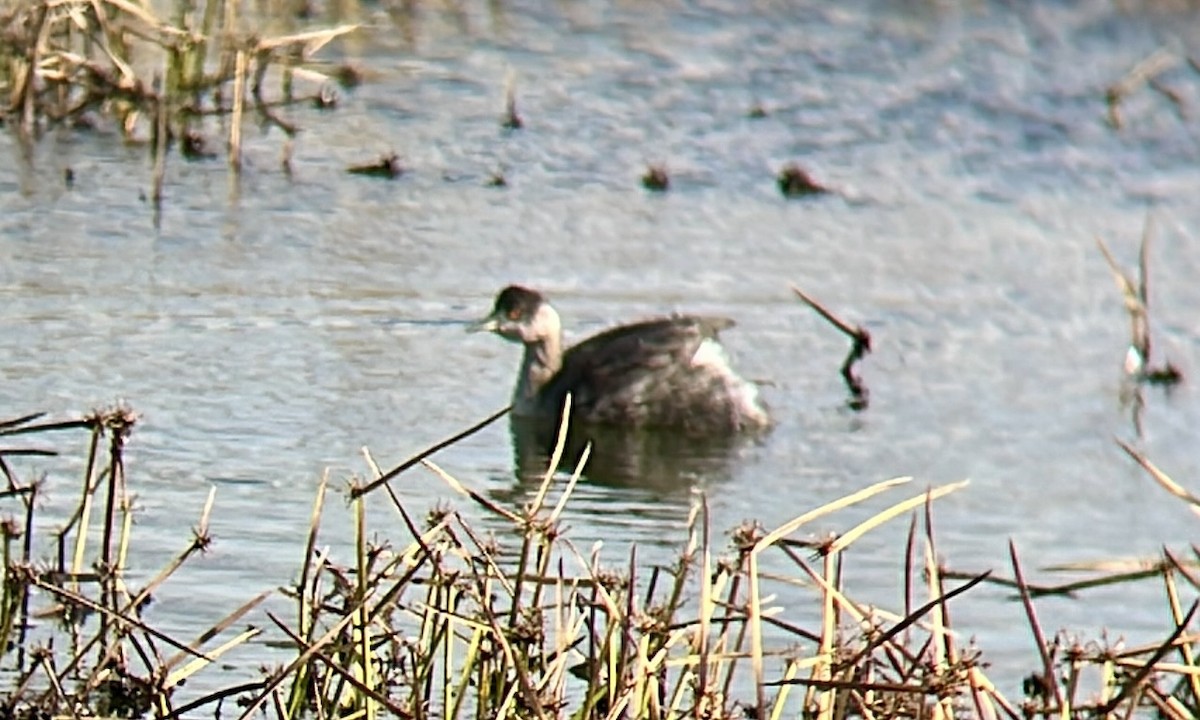 黑頸鸊鷉 - ML645165467
