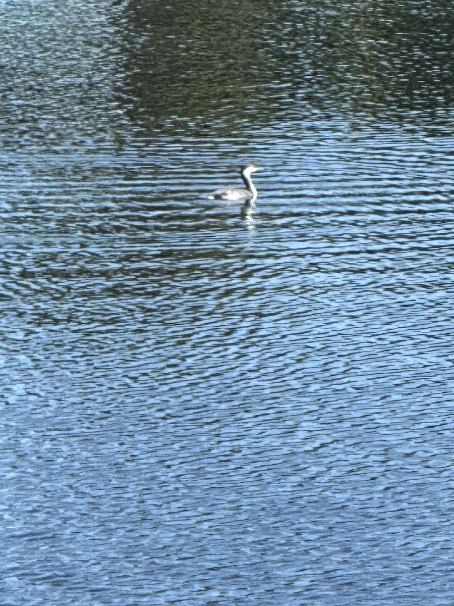 Horned Grebe - ML645165496