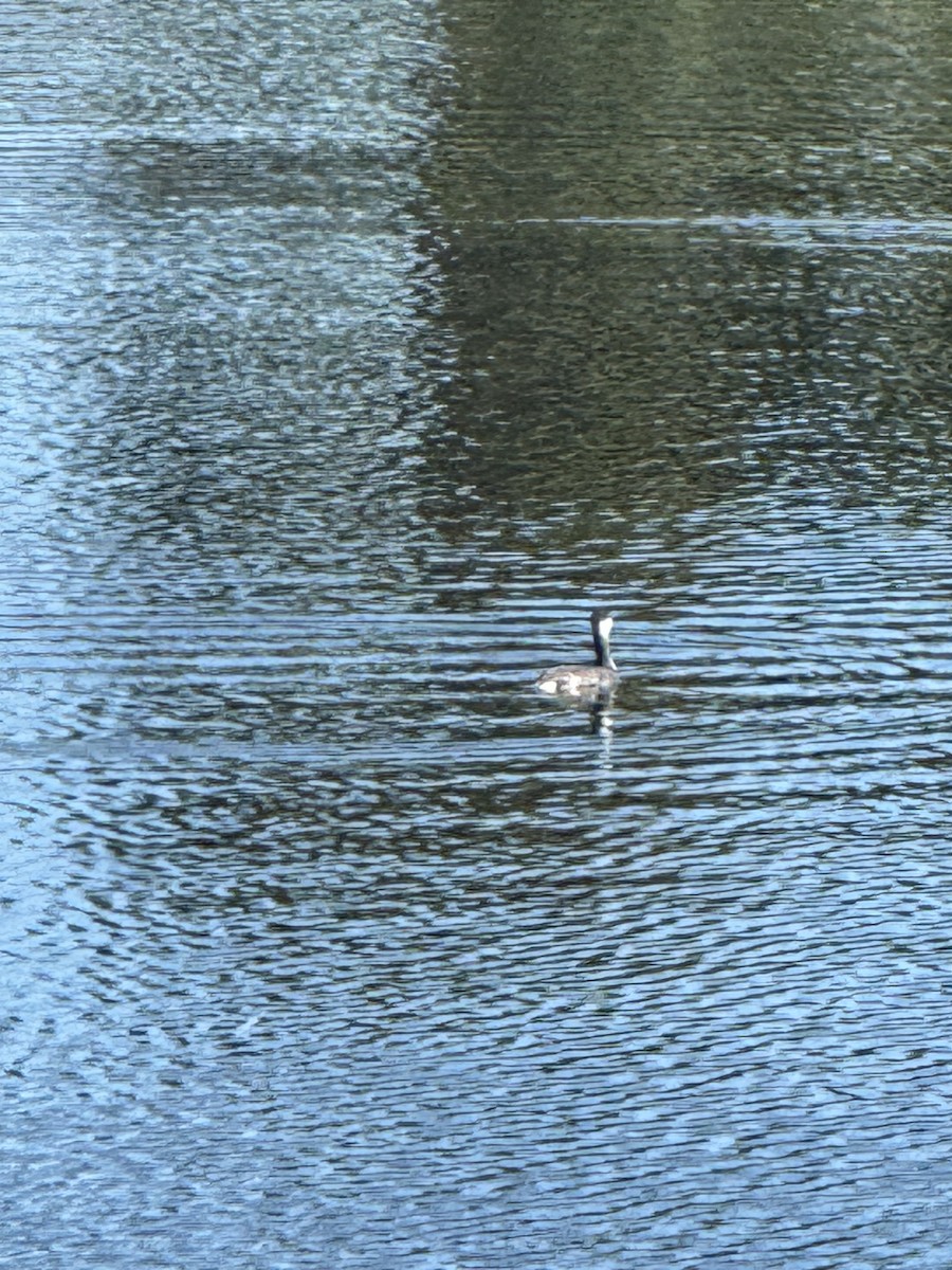 Horned Grebe - ML645165497