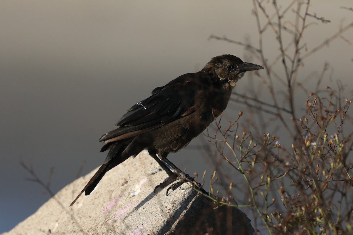 Boat-tailed Grackle - ML645165498