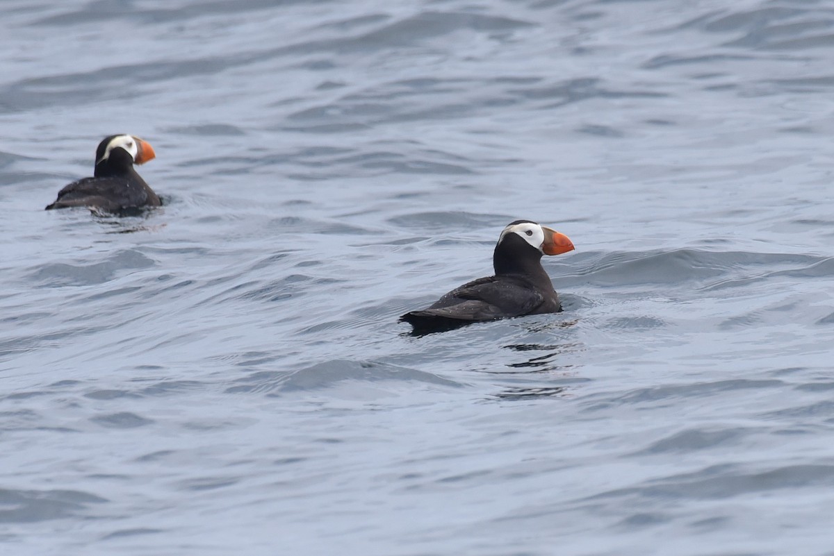 Tufted Puffin - ML645165503