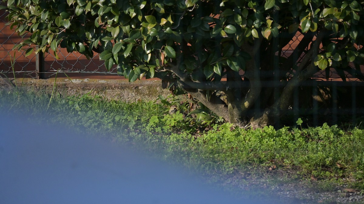 Italian Sparrow - ML645165506