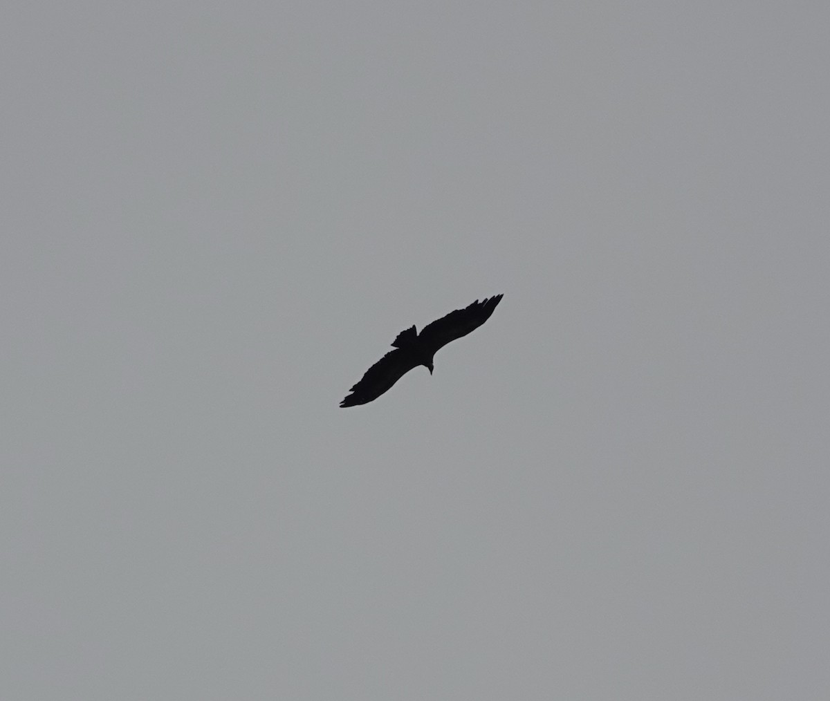 sup hnědý - ML645165516