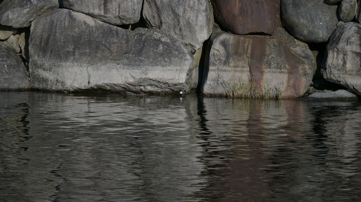 אמודאי הנחלים - ML645165521