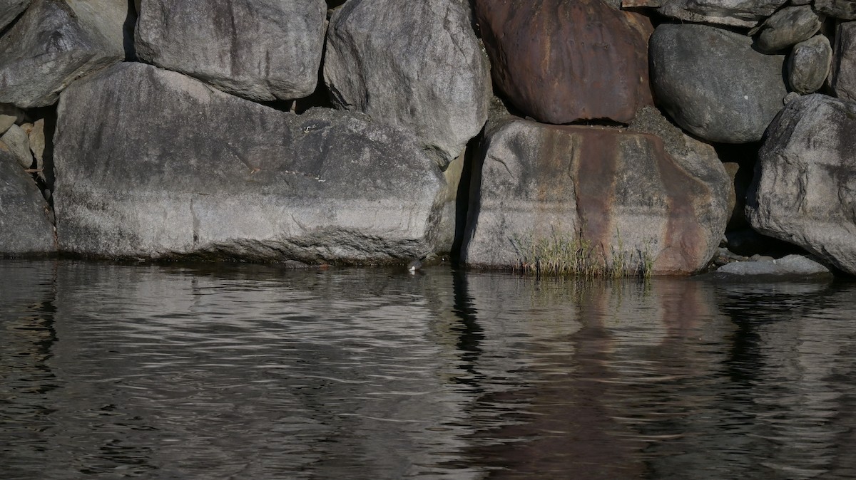 אמודאי הנחלים - ML645165522