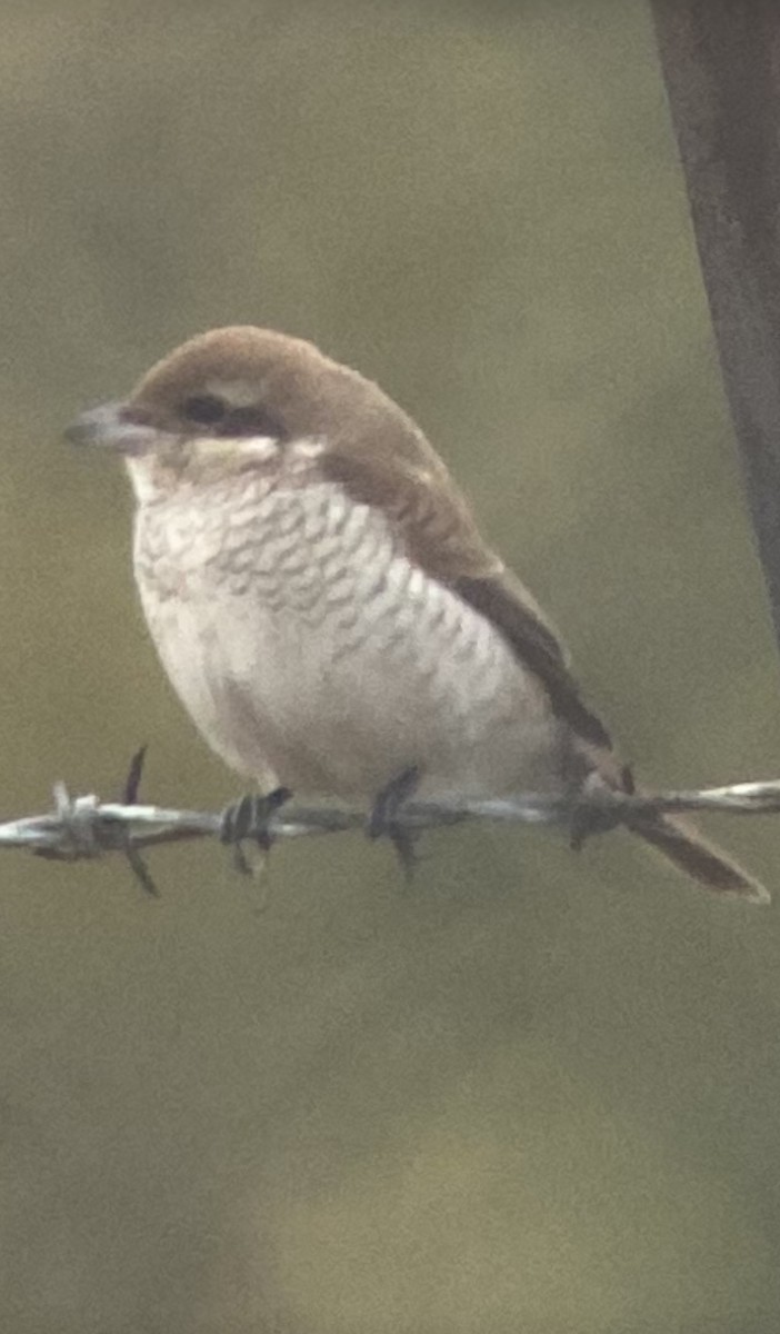 Brown Shrike - ML645165526