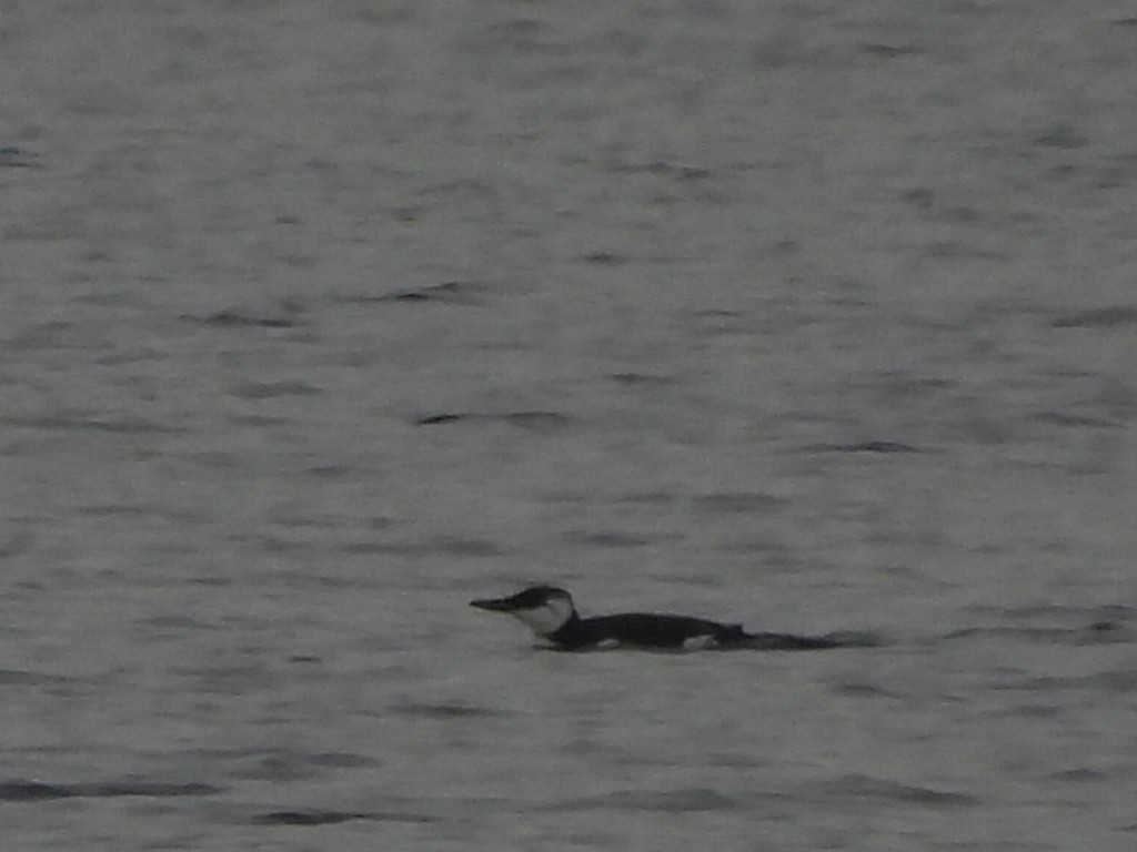 Common Murre - ML645165536