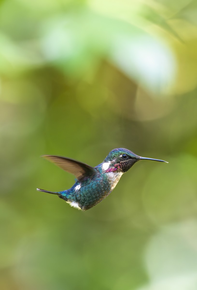 Merida Sunangel - ML645165546