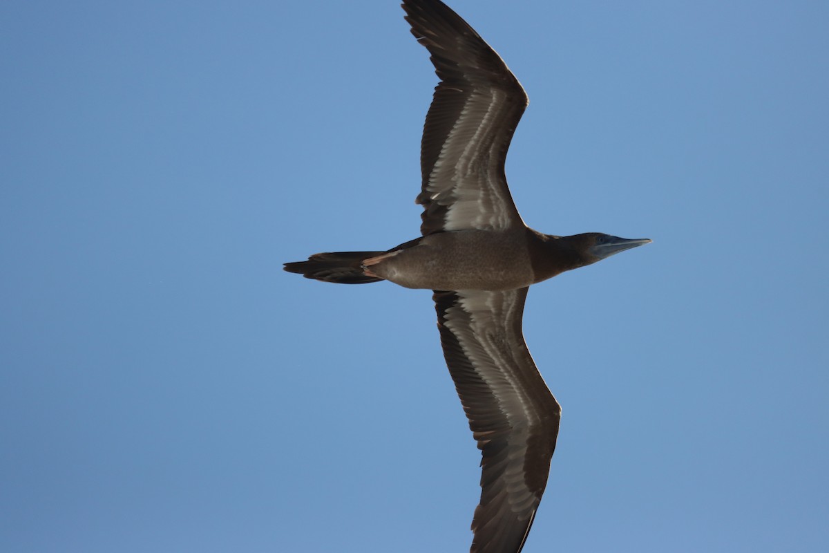 カツオドリ - ML645165554