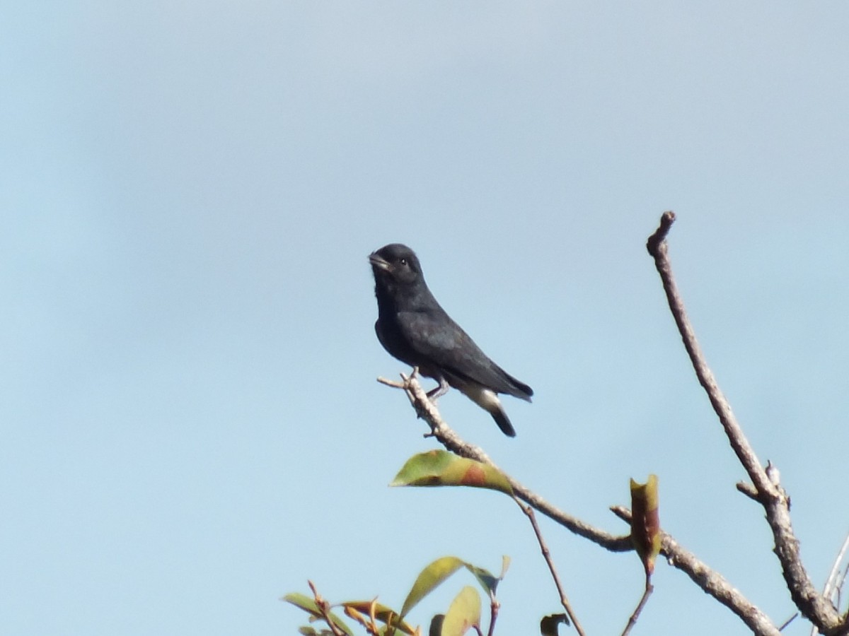 Swallow-winged Puffbird - ML645165563