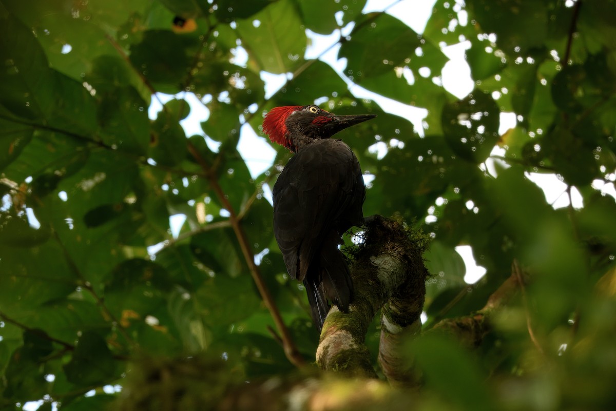 Andaman Woodpecker - ML645165577