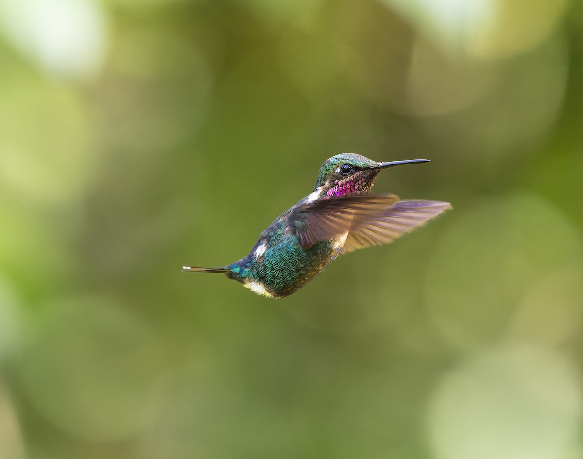 Merida Sunangel - ML645165584