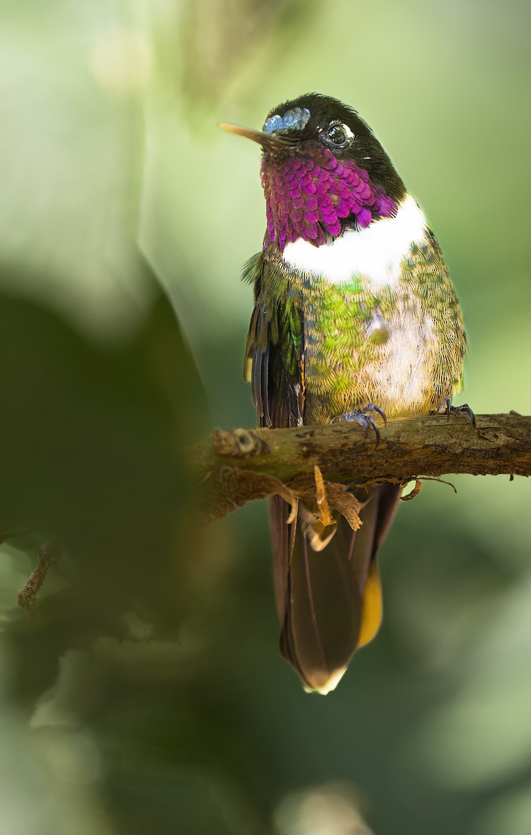 Merida Sunangel - ML645165585