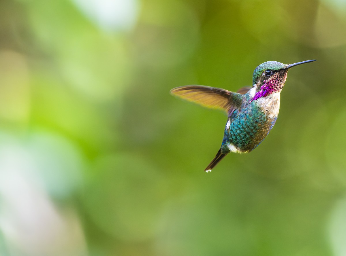 Merida Sunangel - ML645165588