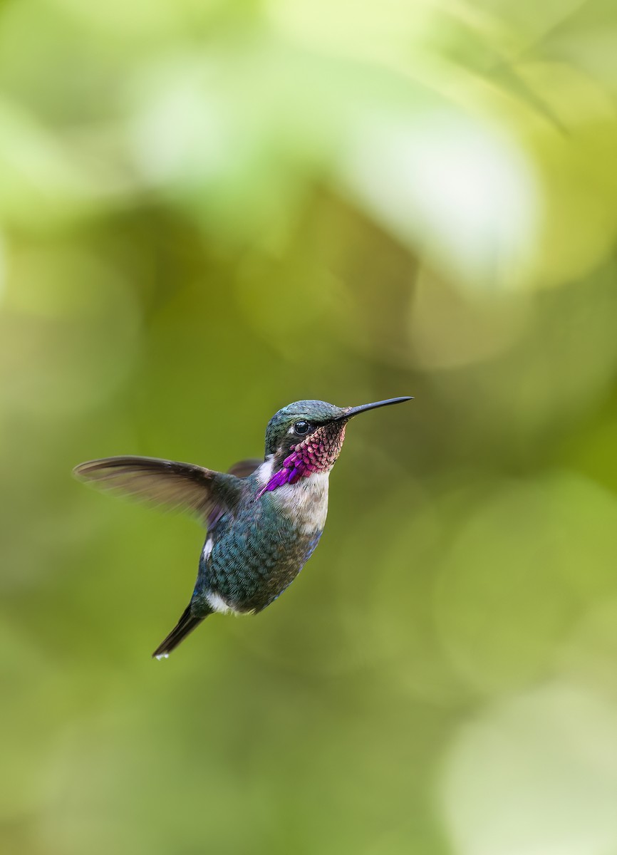 Merida Sunangel - ML645165590