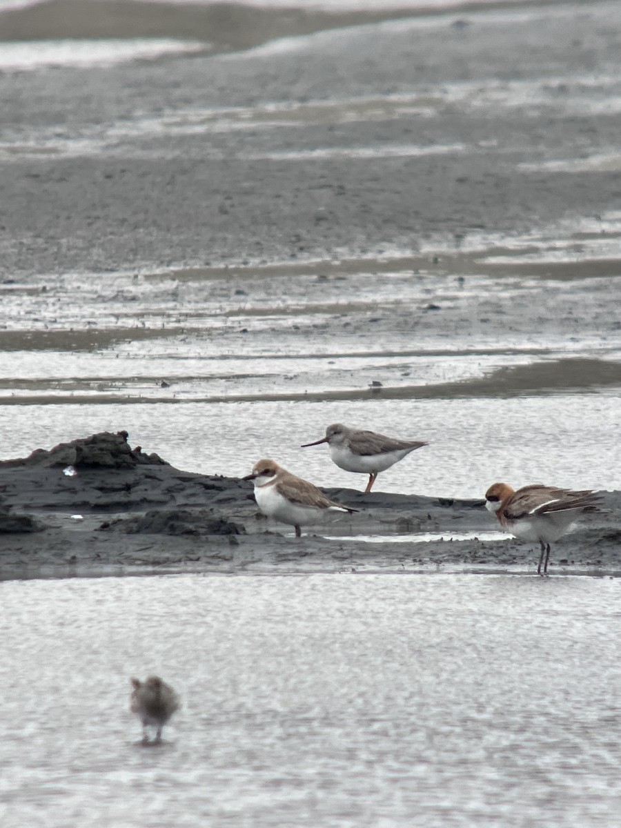 tereksnipe - ML645165608