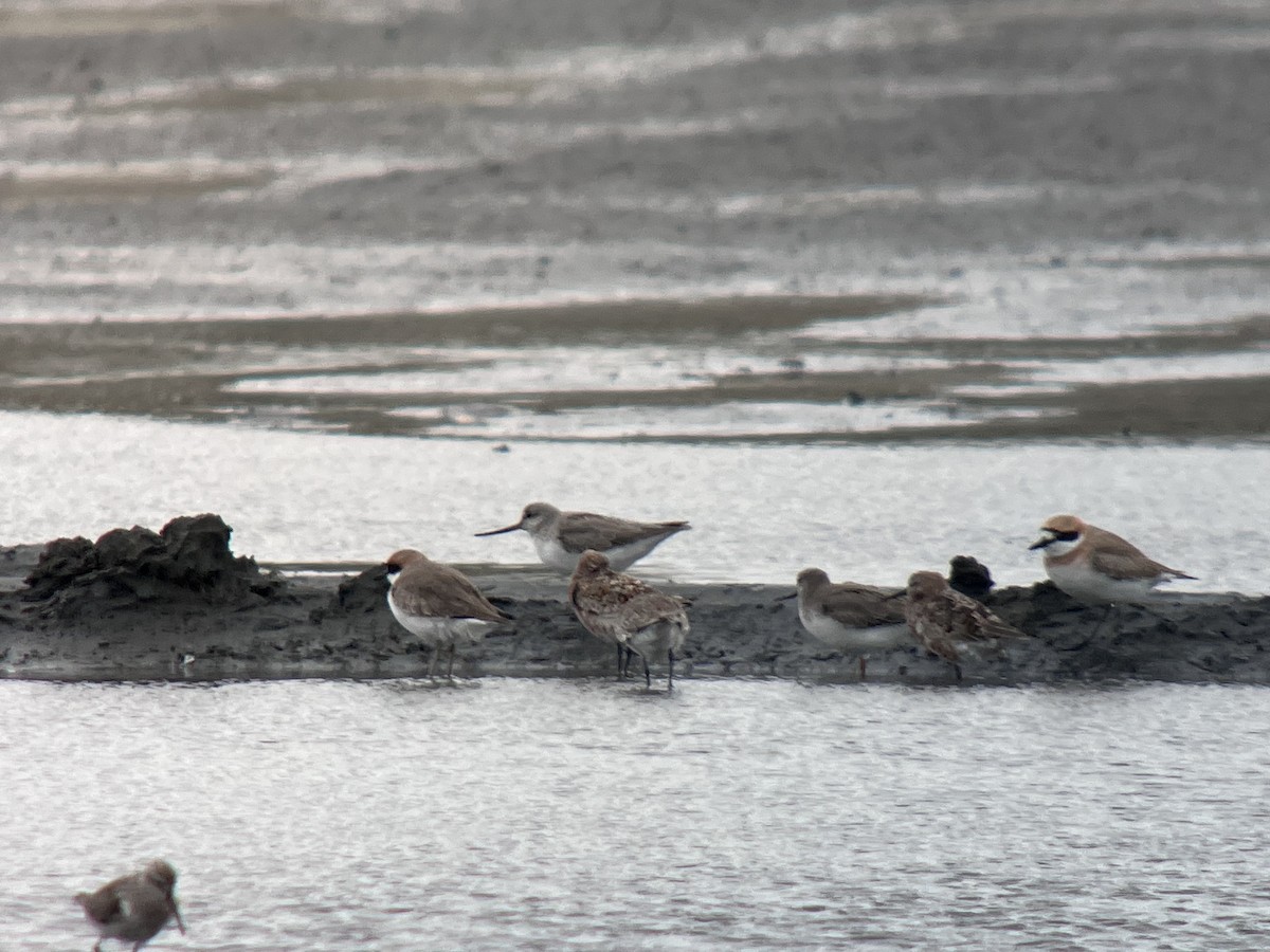 tereksnipe - ML645165609