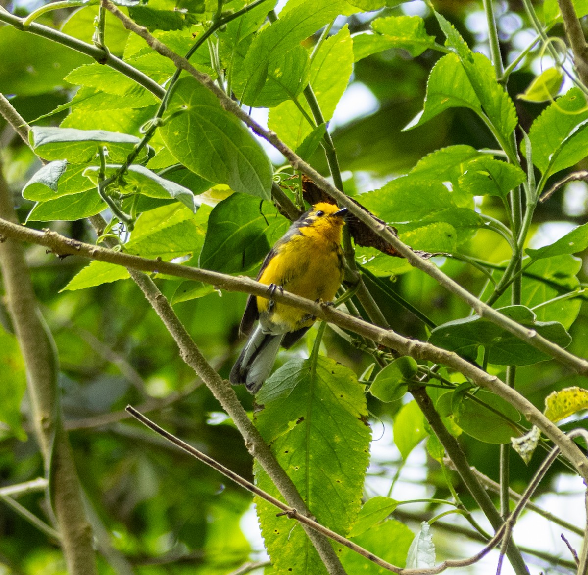 Süslü Ötleğen - ML645165613