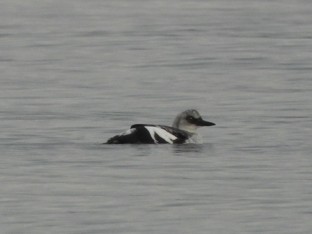 Pigeon Guillemot - ML645165614