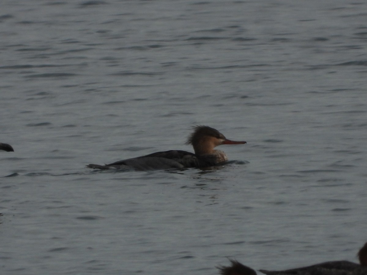 Red-breasted Merganser - ML645165620