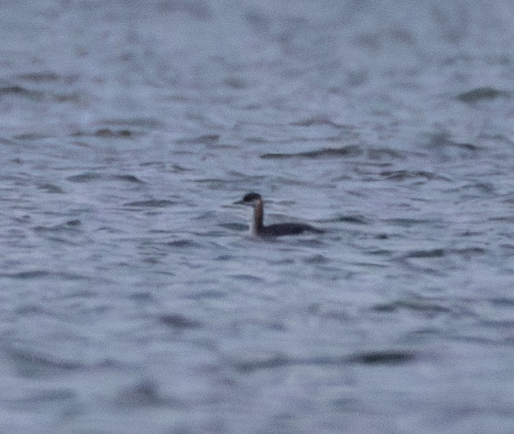 Red-necked Grebe - ML645165622