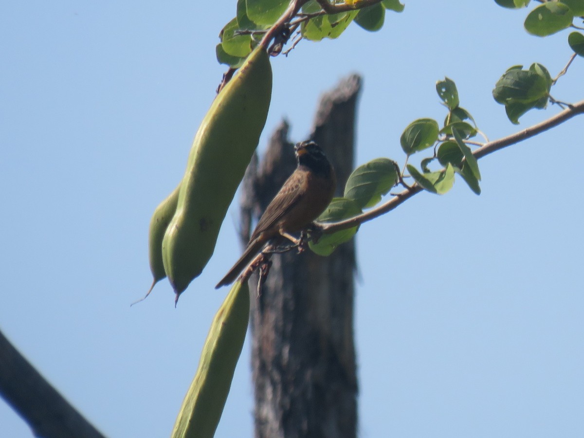 Cinnamon-breasted Bunting - ML645165626