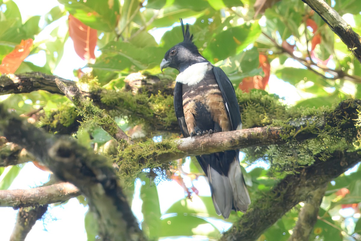 Black Baza - ML645165641