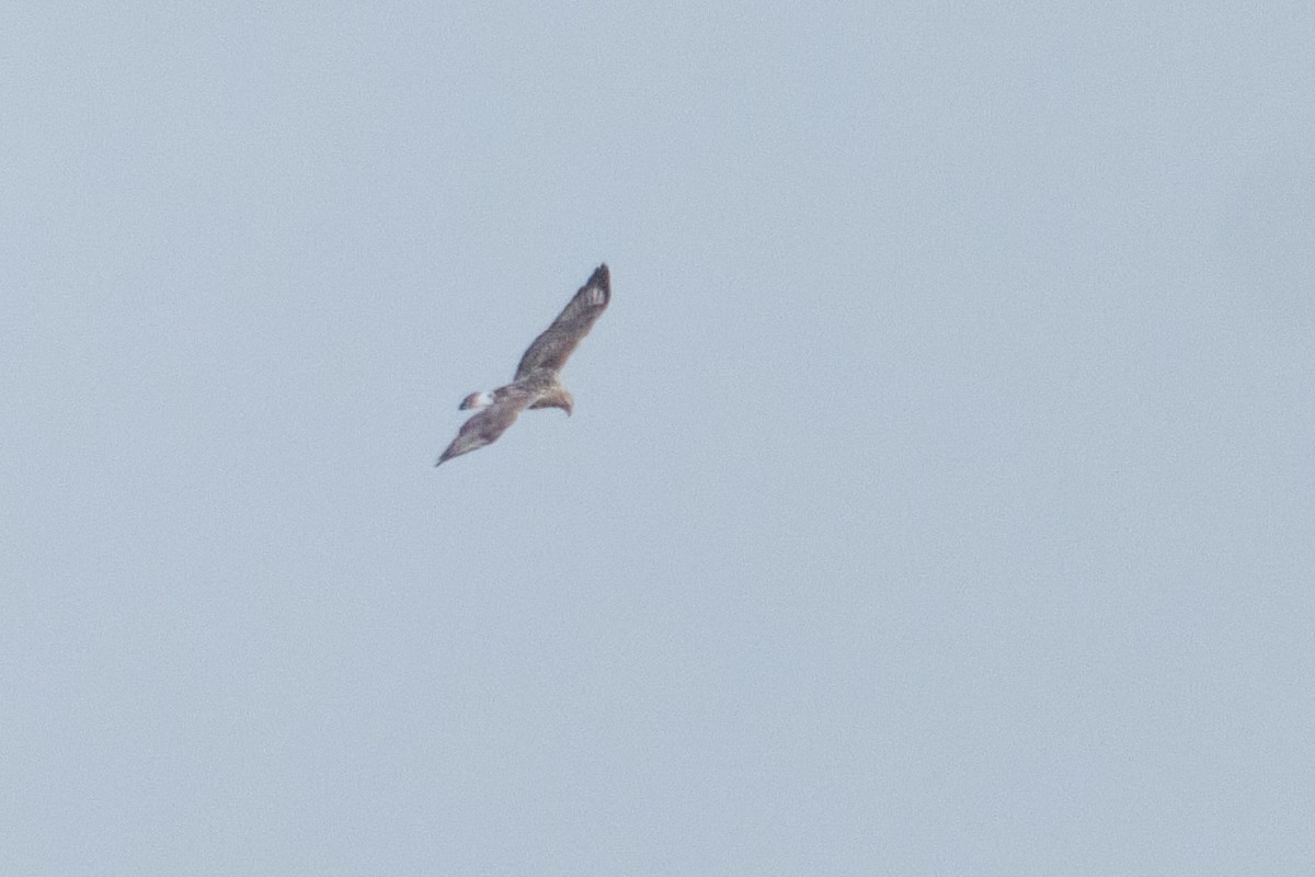 毛足鵟 - ML645165643