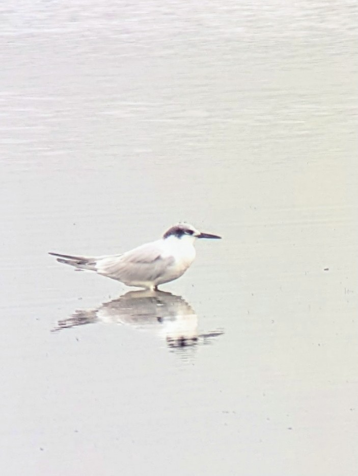 שחפית שחורת-מקור - ML645165654