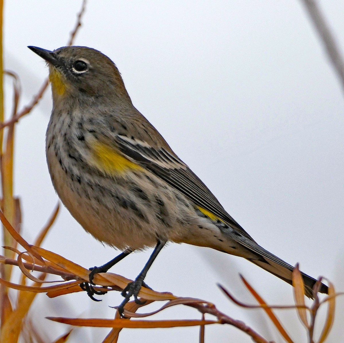 Taçlı Ötleğen - ML645165655