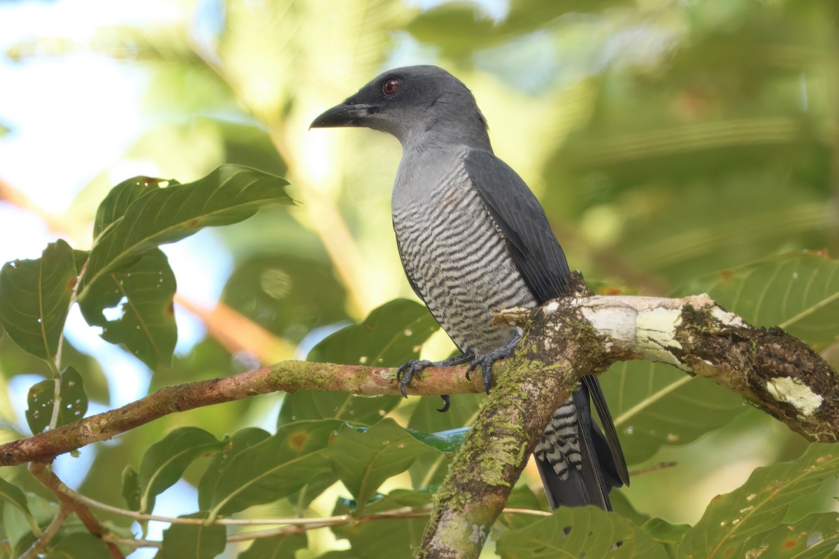 Andaman Cuckooshrike - ML645165659