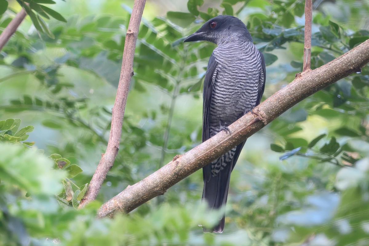 Andaman Cuckooshrike - ML645165677