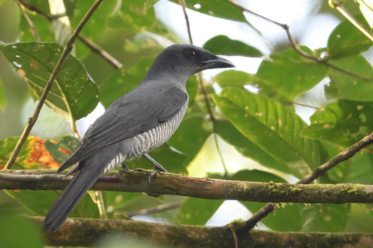 Andaman Cuckooshrike - ML645165682