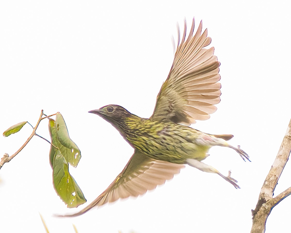 Bare-throated Bellbird - ML645165686