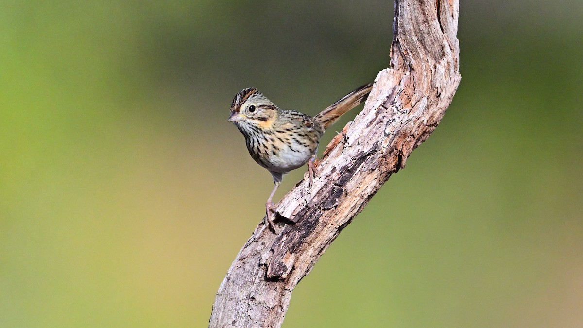 eBird Checklist - 13 Nov 2025 - Balcones Canyonlands NWR--Doeskin Ranch ...