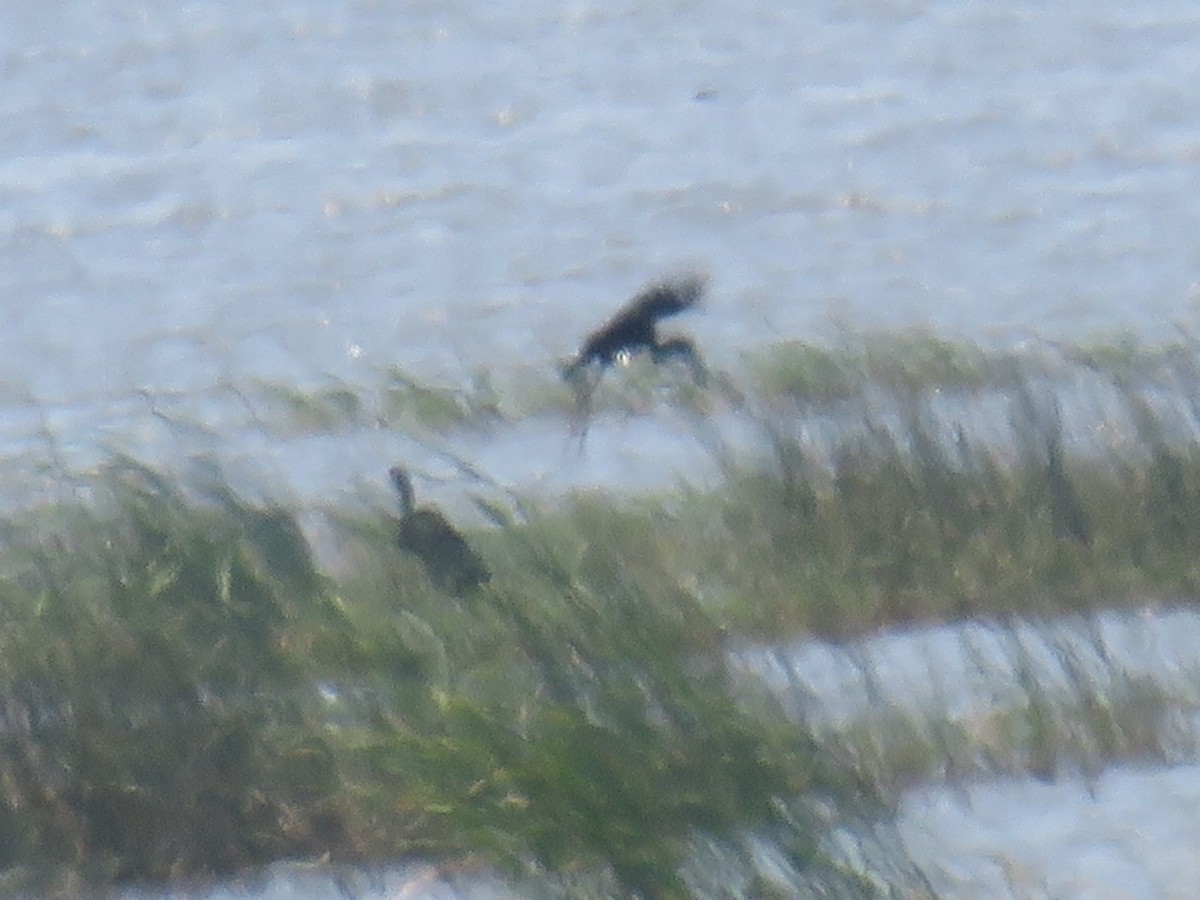 African Openbill - ML645165733