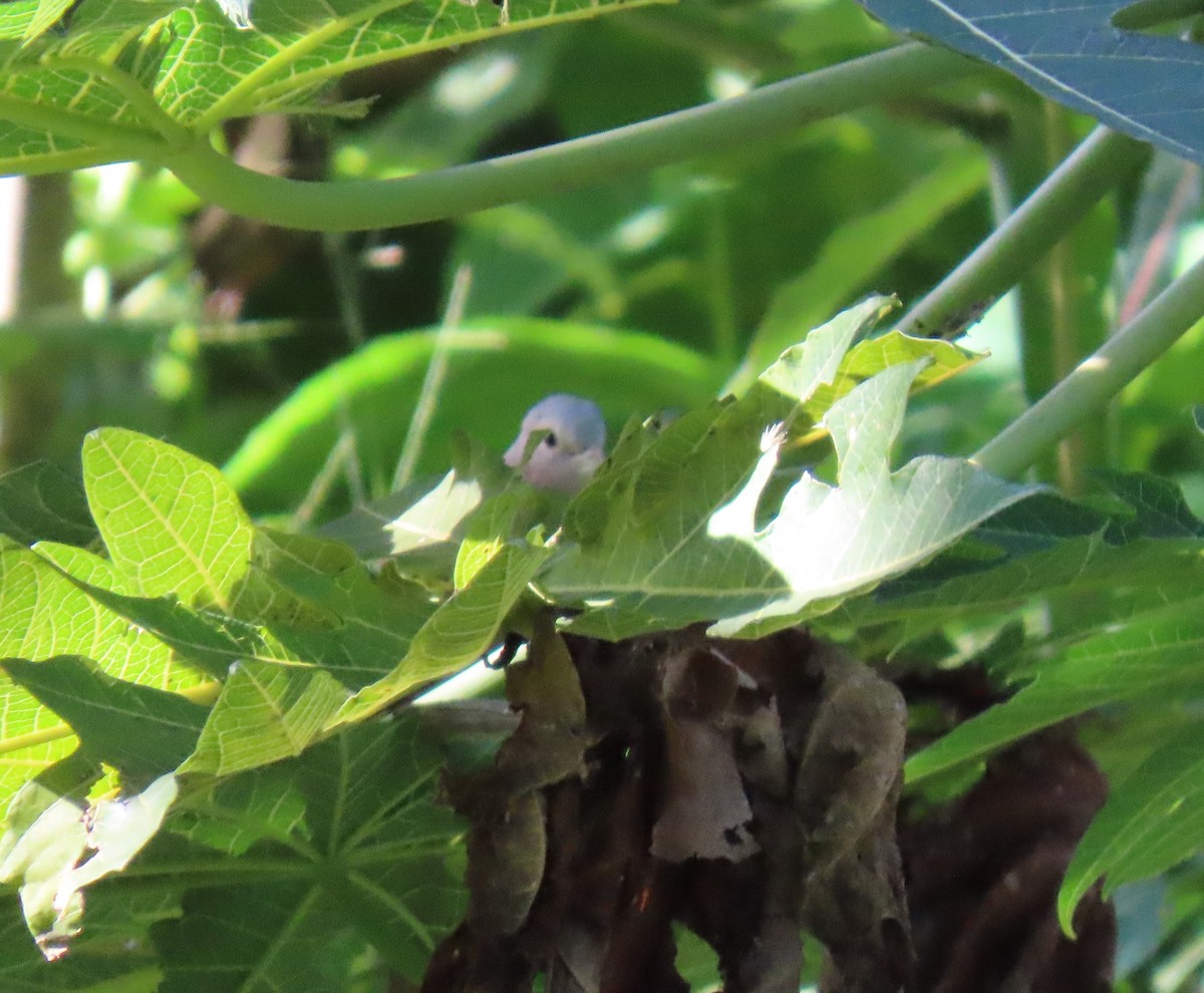 Pale-vented Pigeon - ML645165772