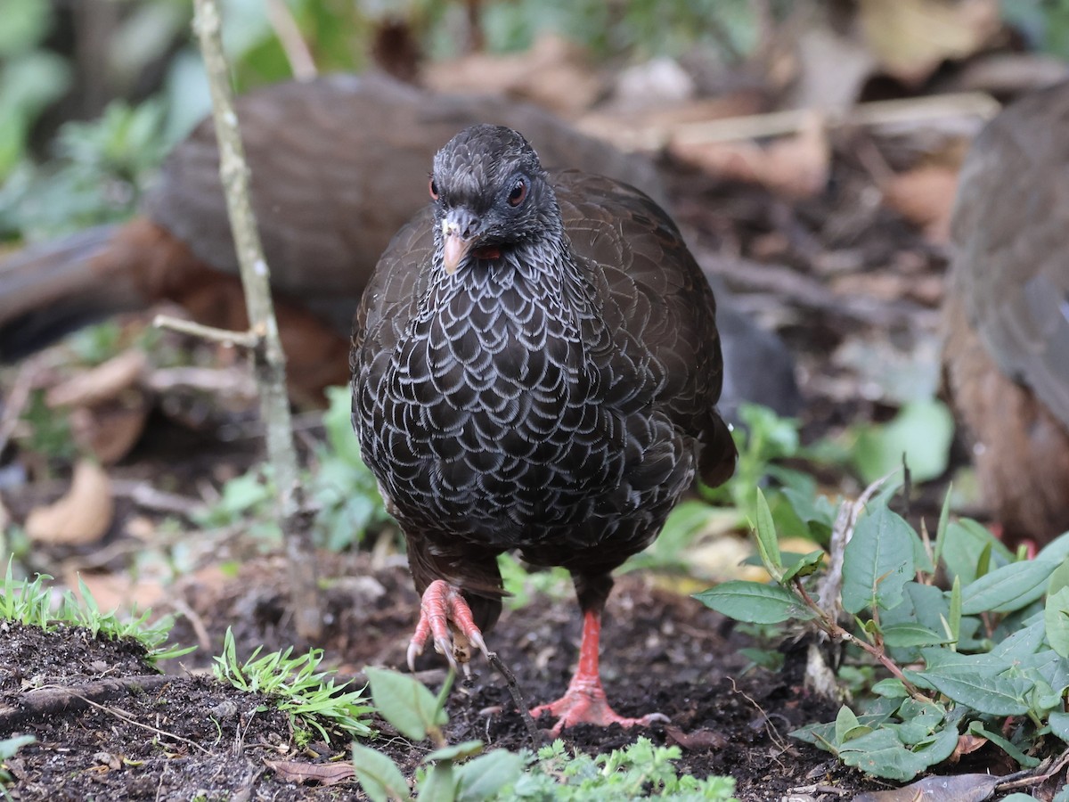 Andean Guan - ML645165773