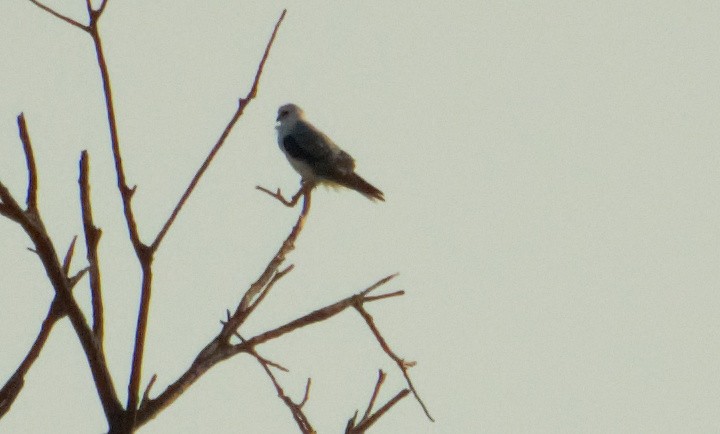 hvitstjertglente - ML645165777