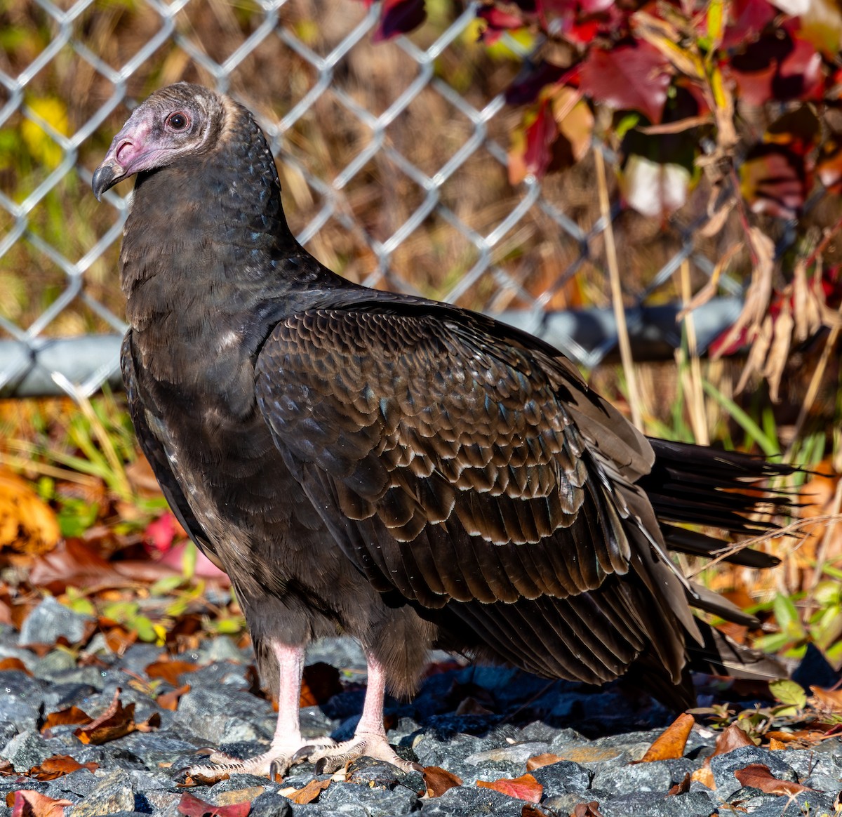 Turkey Vulture - ML645165785