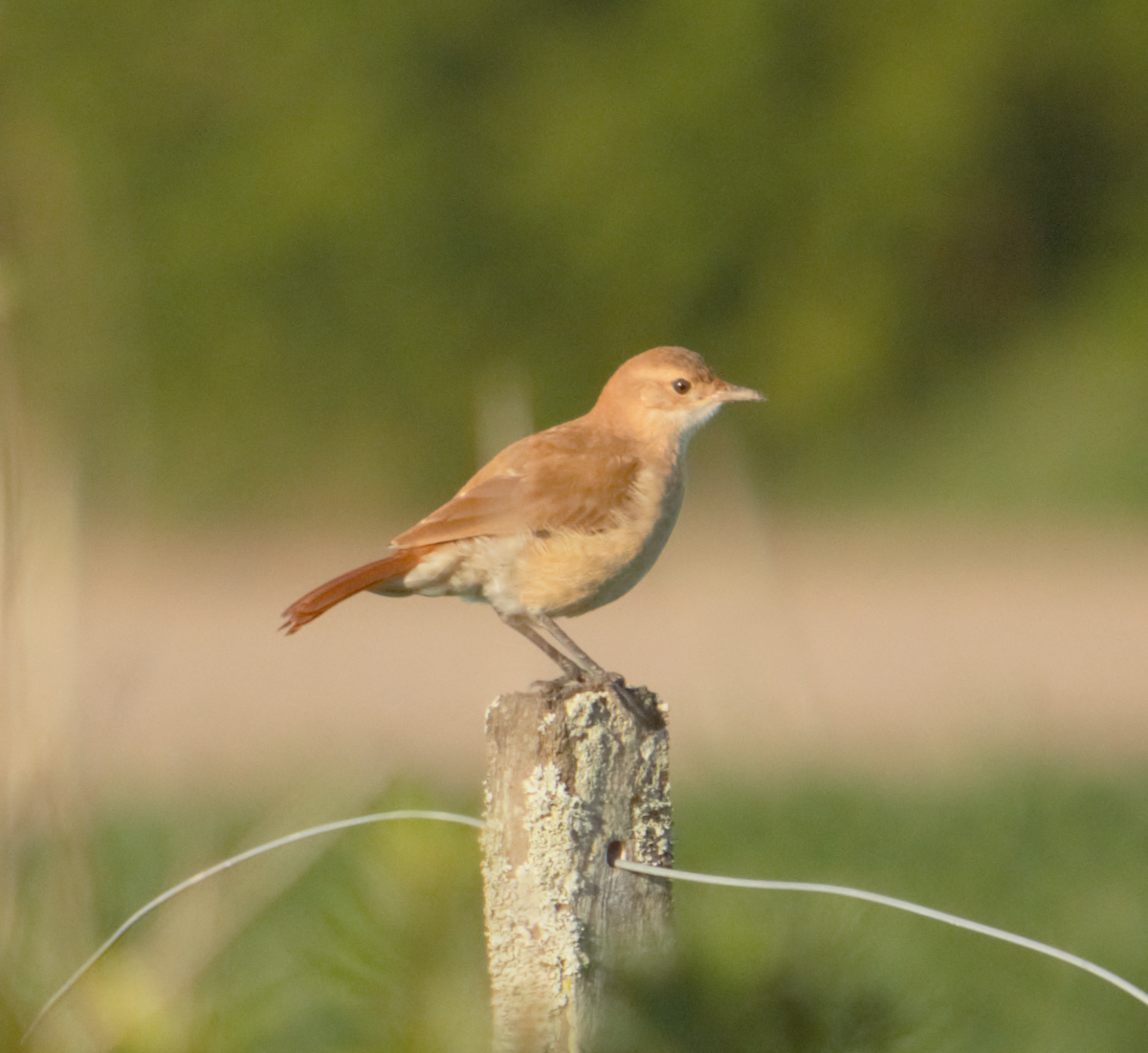 haciendaovnfugl - ML645165786