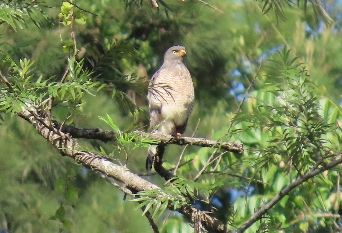 Yol Şahini - ML645165788